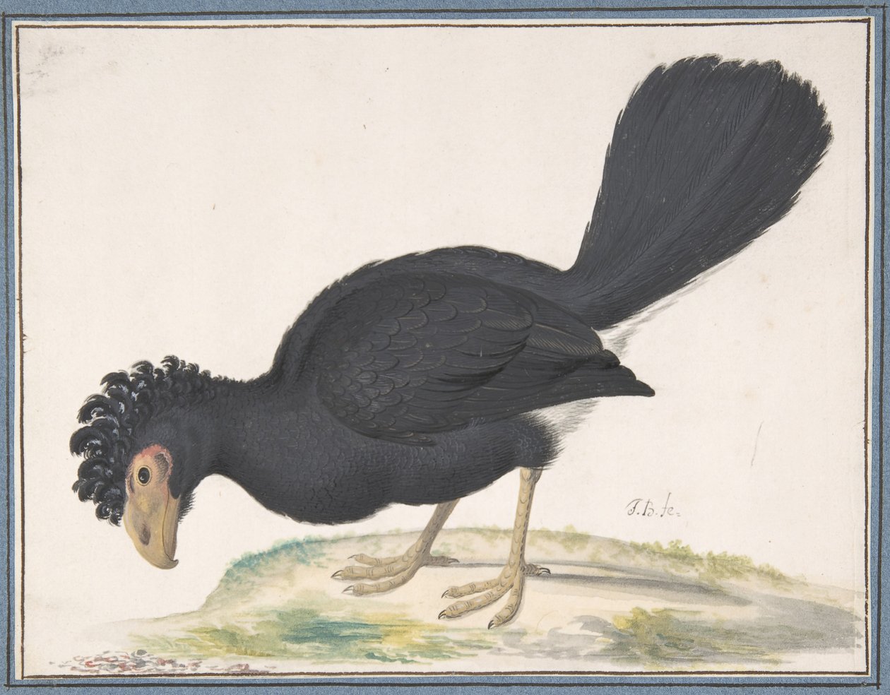 Un grand hocco - Johannes Bronckhorst