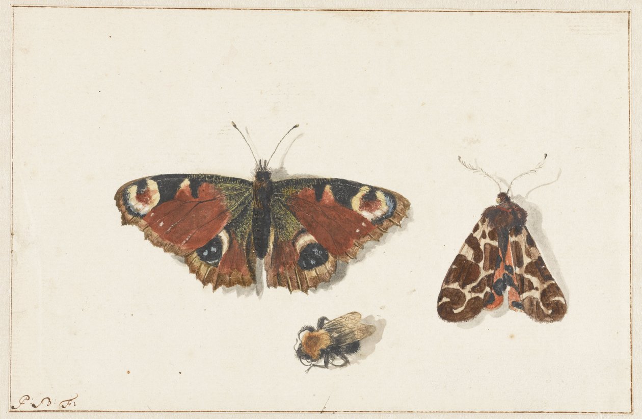 Papillon, Mite et Bourdon - Johannes Bronkhorst