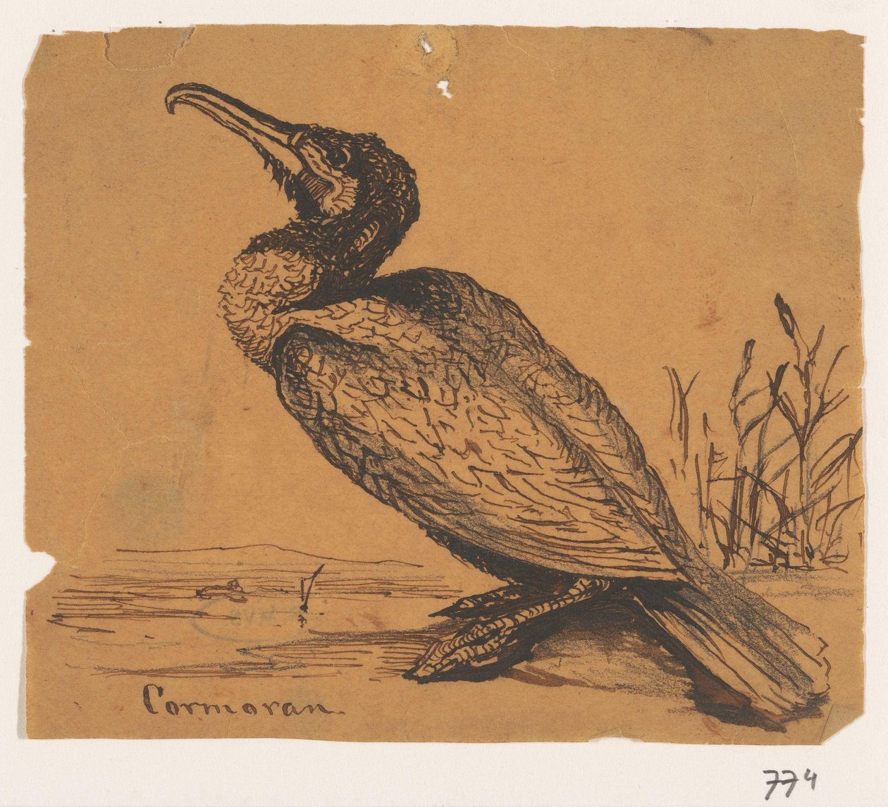 Cormoran - Johannes Tavenraat