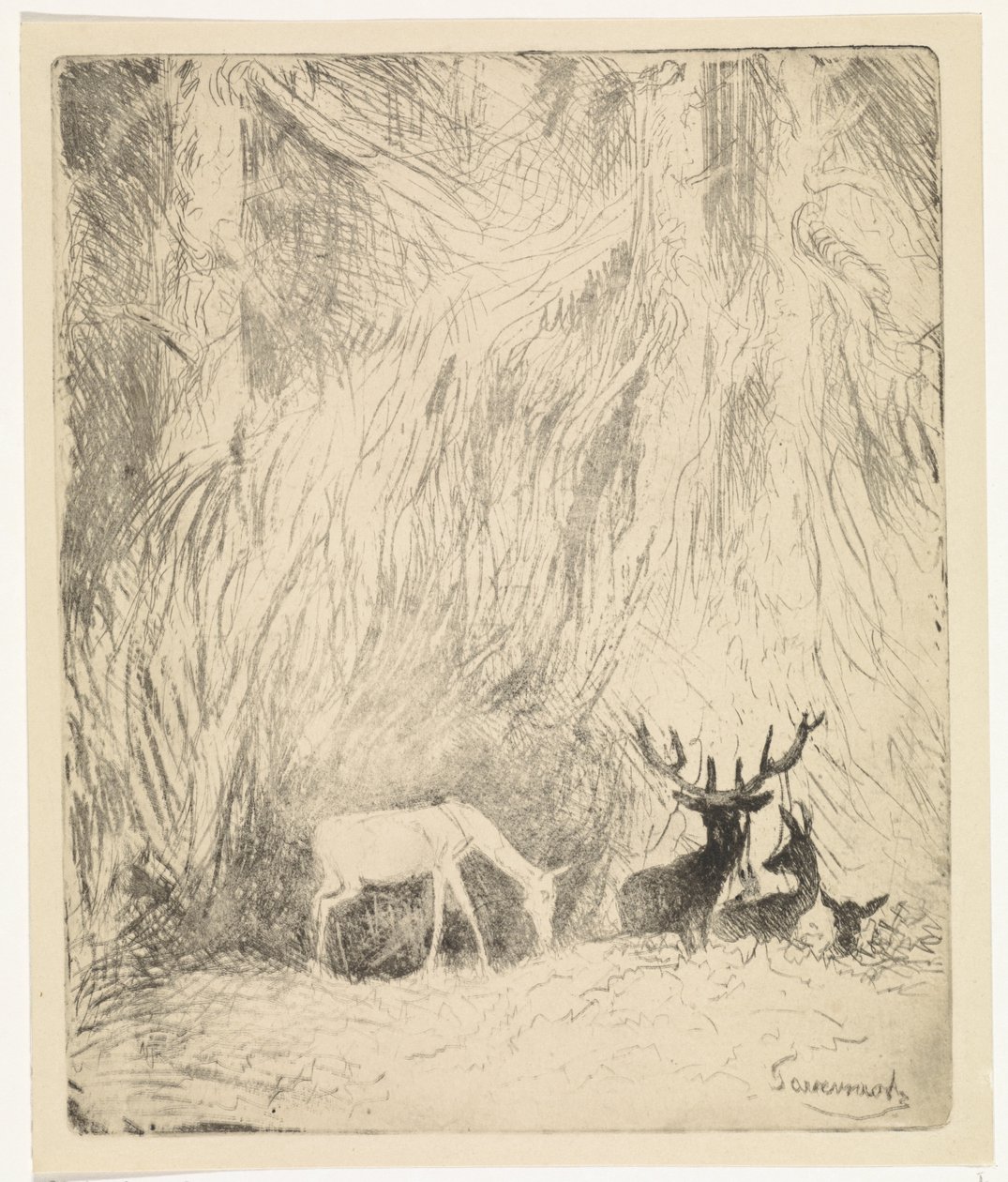 Cerfs dans une forêt bohémienne - Johannes Tavenraat