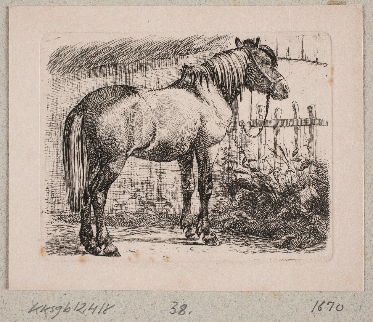 Un cheval avec bride - Johannes Wilhelm Zillen