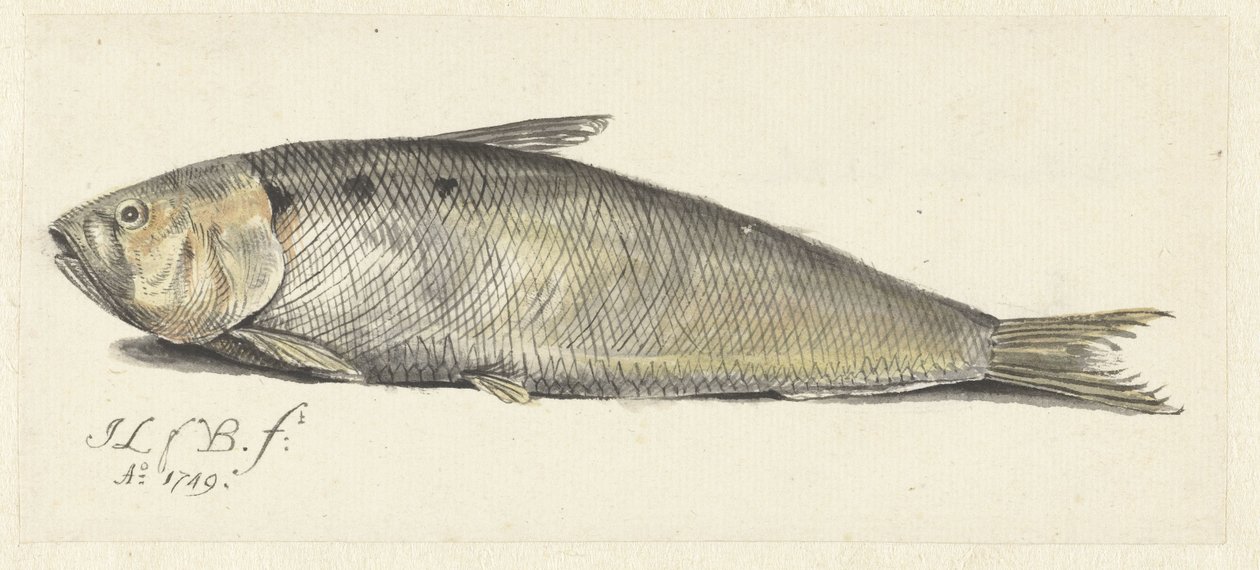 Fint - Johannes le Francq van Berkhey