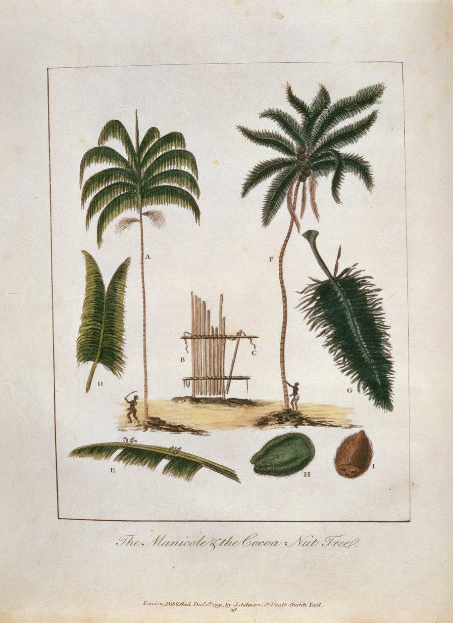 Le Manicole et le cocotier, extrait de 