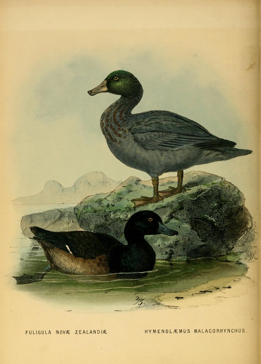 Illustration du Scaup de Nouvelle-Zélande et du Canard bleu - John Gerrard Keulemans