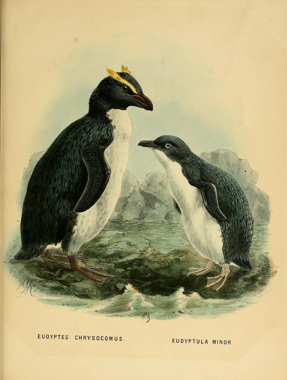 Illustration du manchot sauteur et du petit manchot - John Gerrard Keulemans