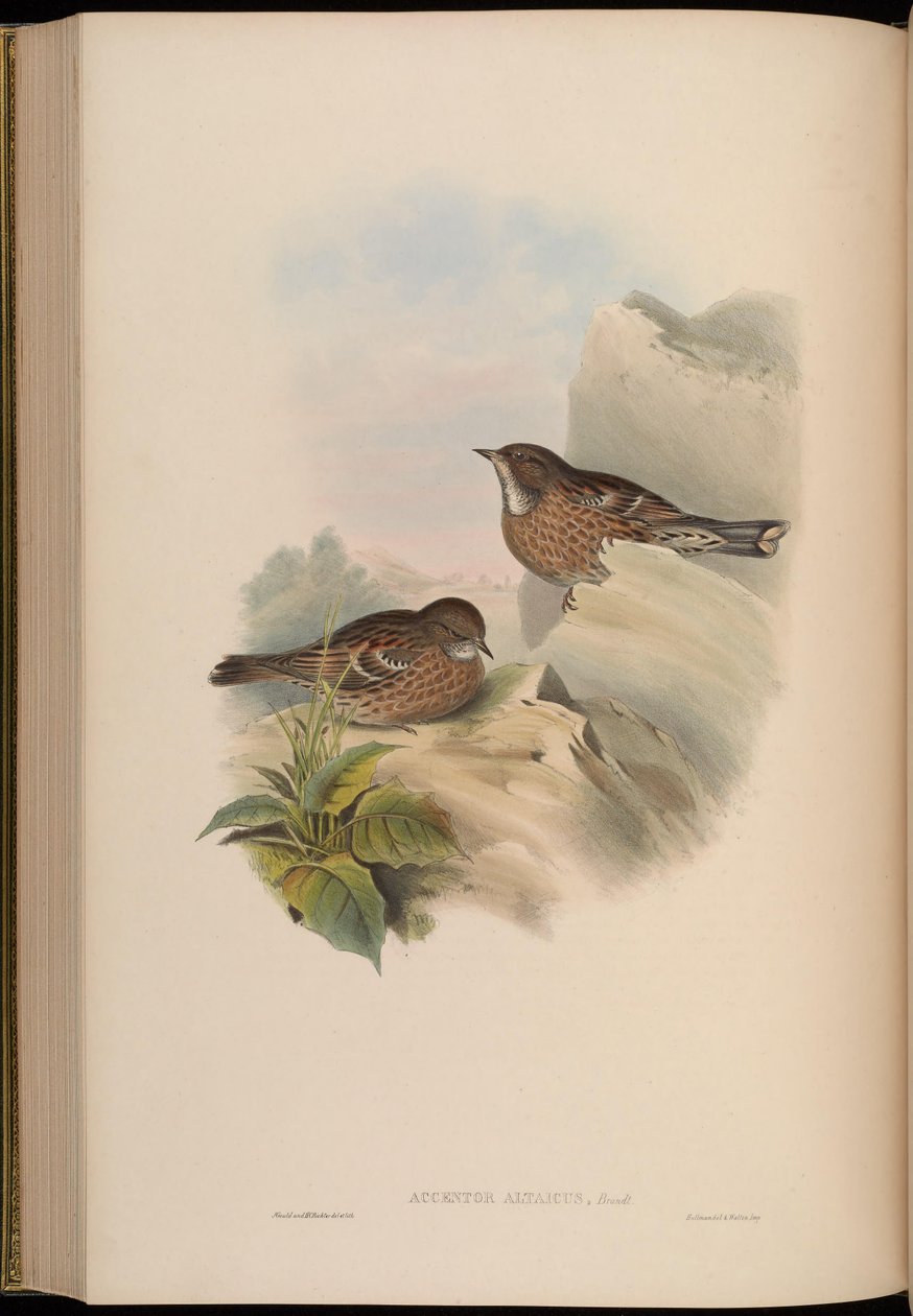 Accentor altaicus = Prunella himalayana - John Gould