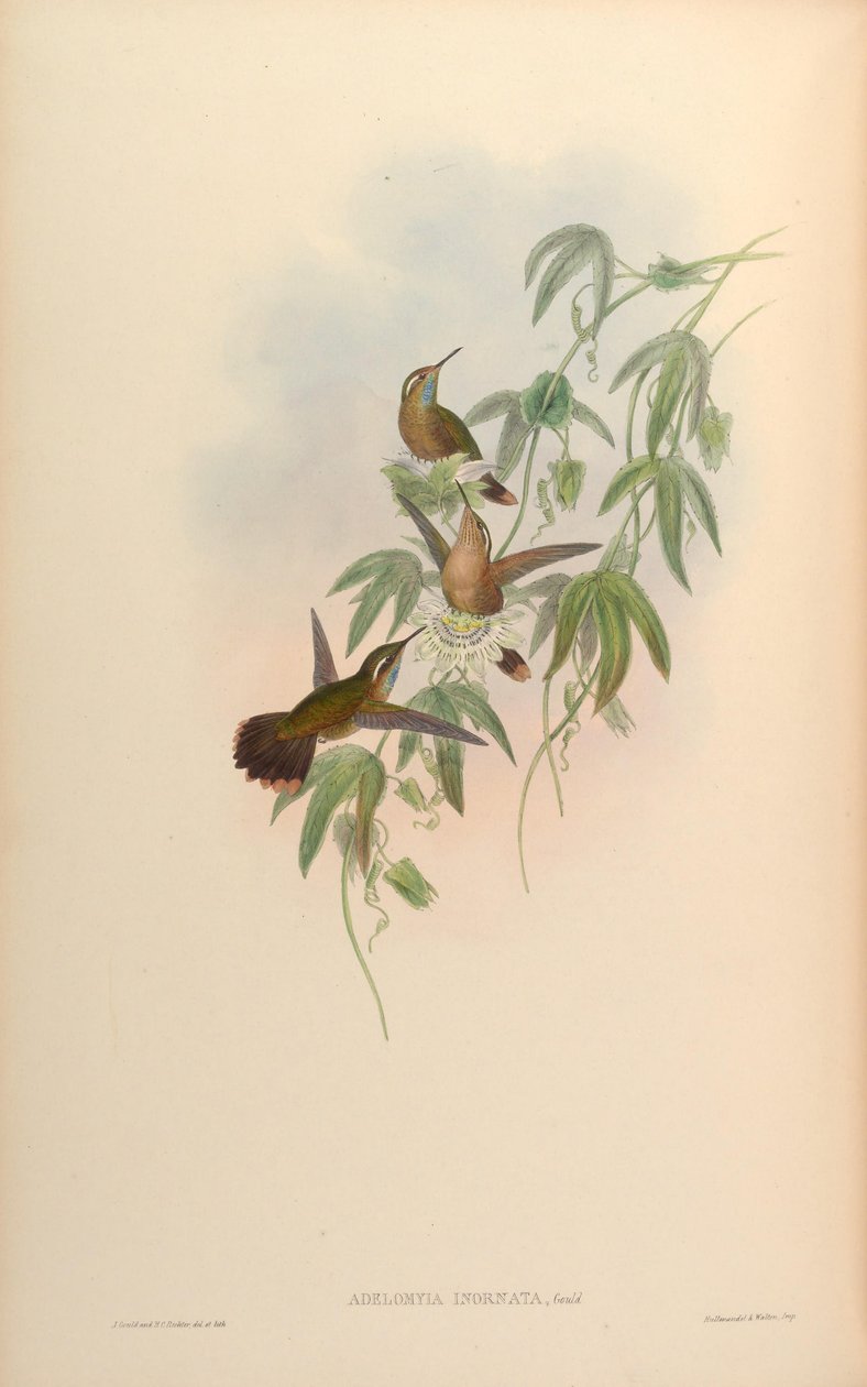 Adelomyia inornata = Adelomyia melanogenys inornata - John Gould