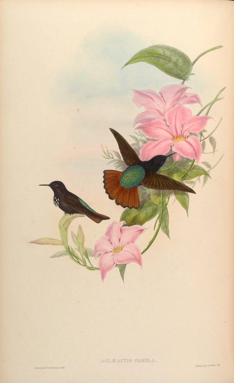 Aglaeactis pamela - John Gould