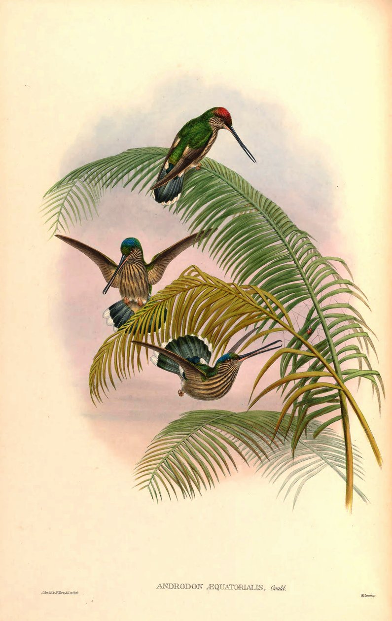 Androdon aequatorialis - John Gould