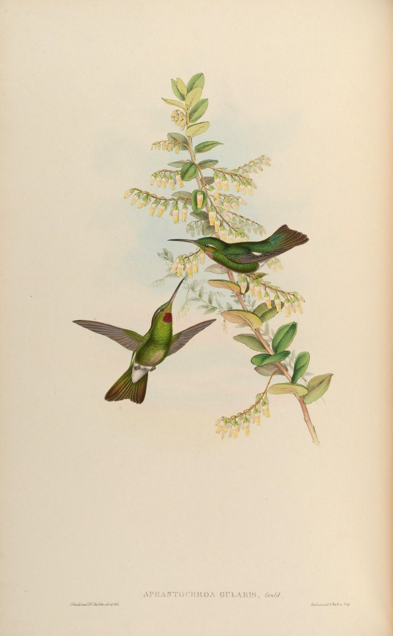 Aphantochroa gularis = Heliodoxa gularis - John Gould