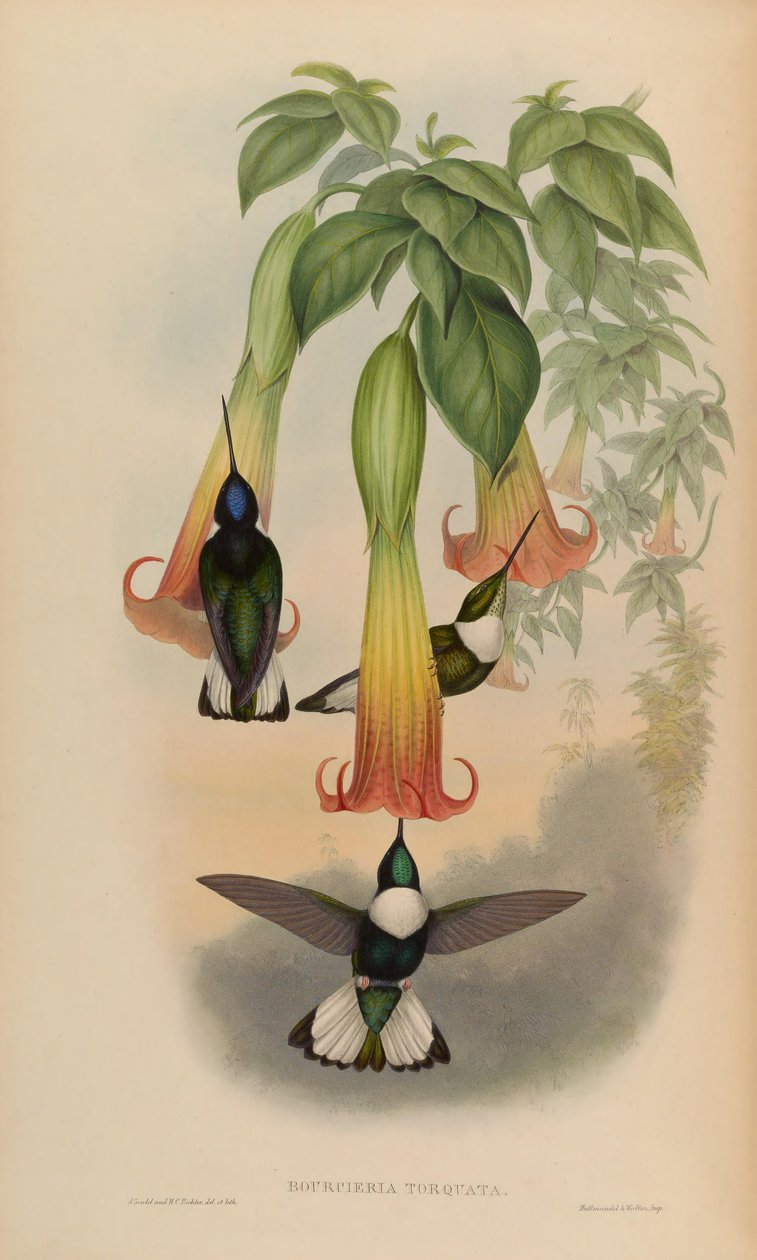 Bourciera torquata = Coeligena torquata - John Gould