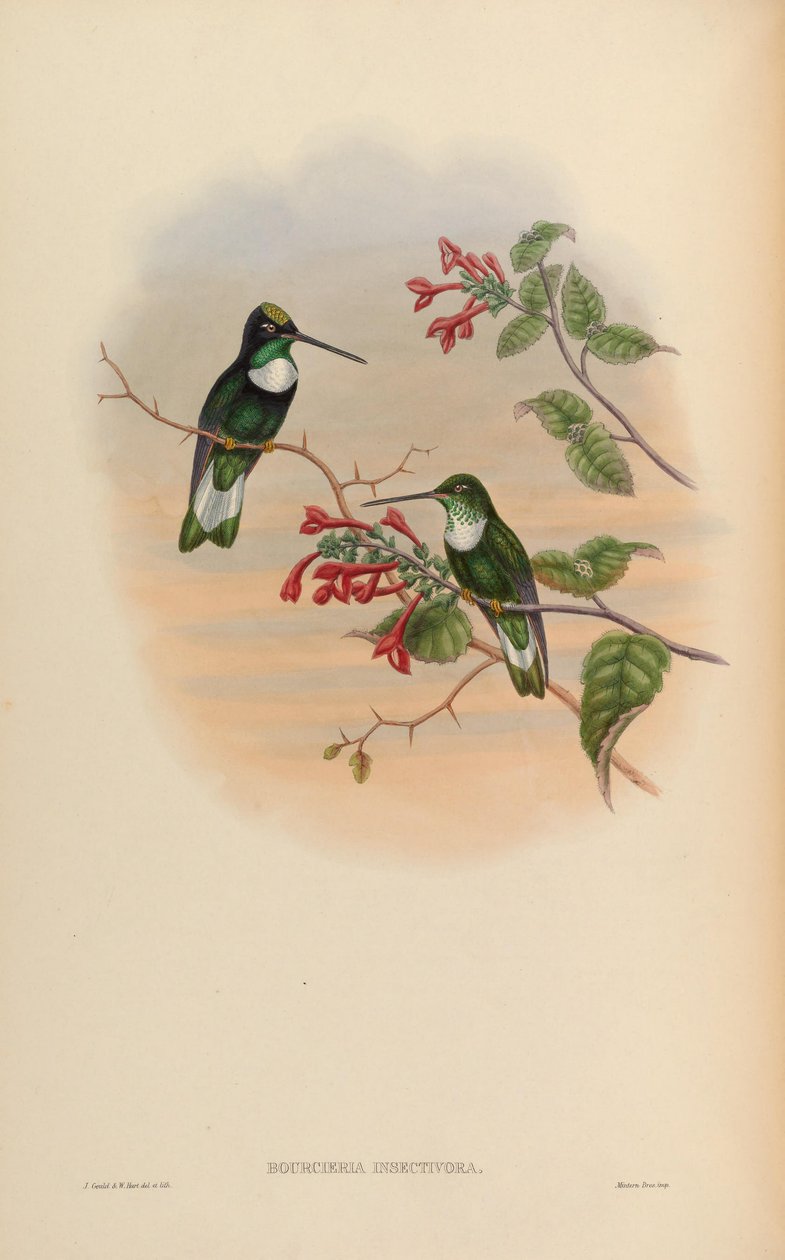 Bourcieria insectivora = Coeligena torquata insectivora - John Gould