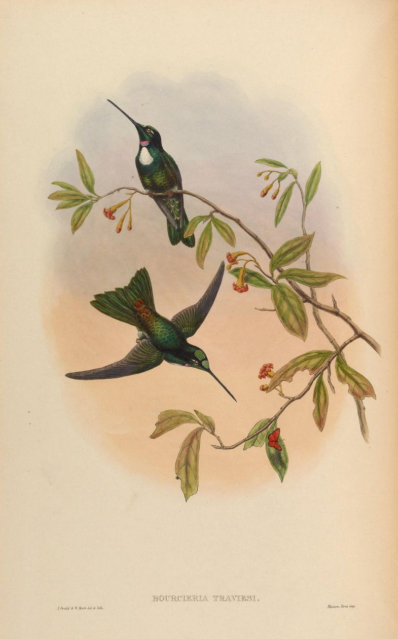 Bourcieria insectivora = Coeligena torquata torquata - John Gould