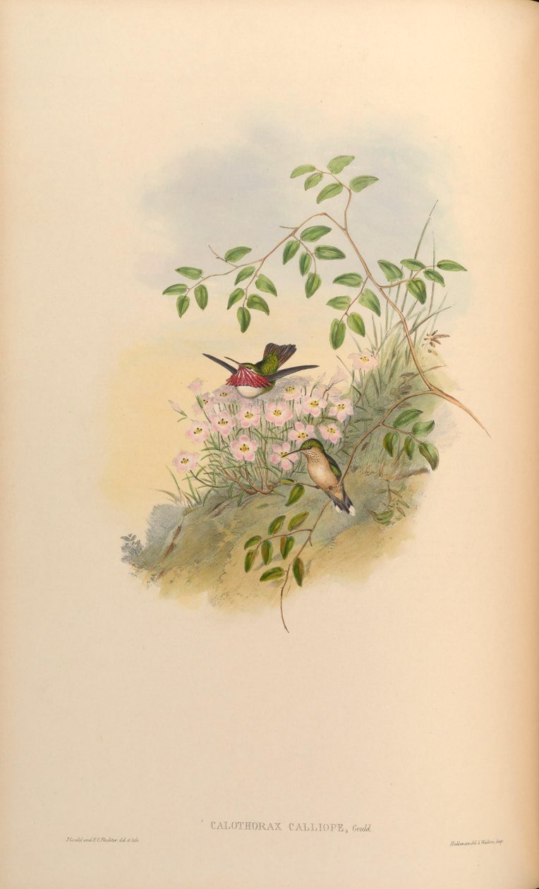 Calothorax calliope = Stellula calliope - John Gould
