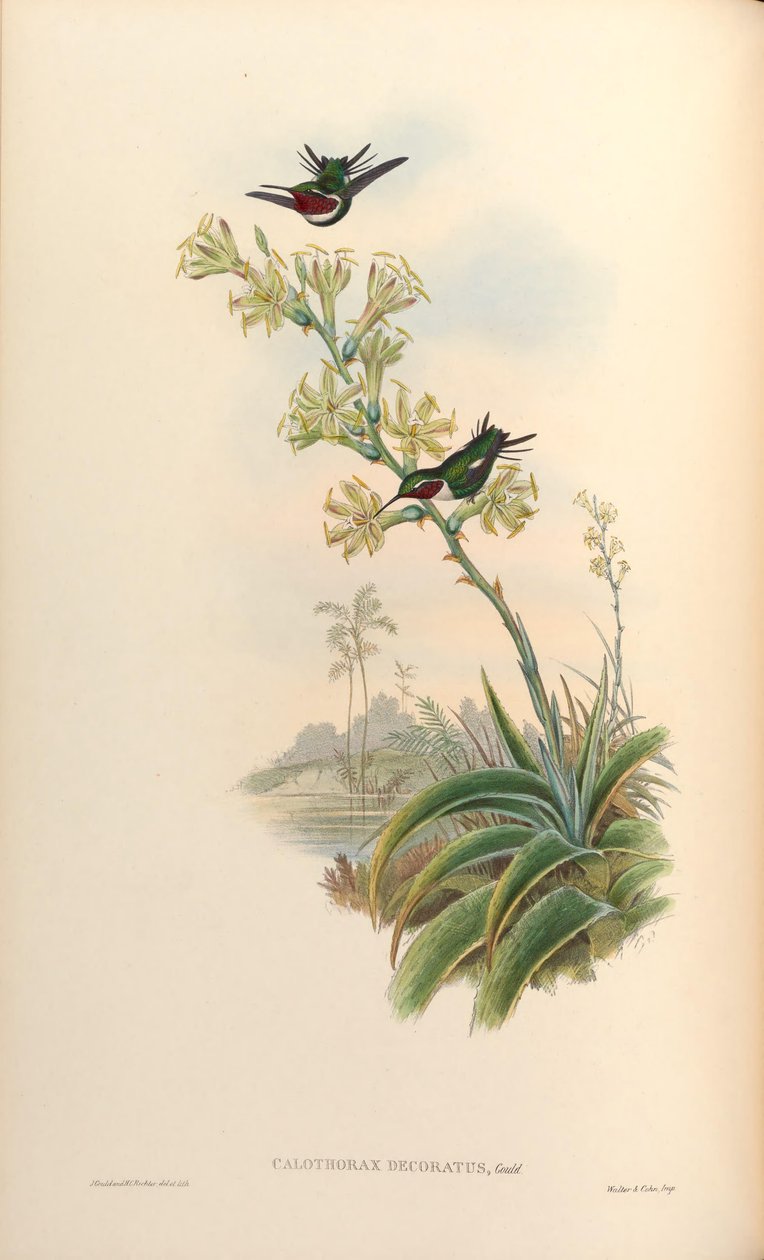 Calothorax decoratus = Chaetocercus mulsant x Ch. heliodor - John Gould