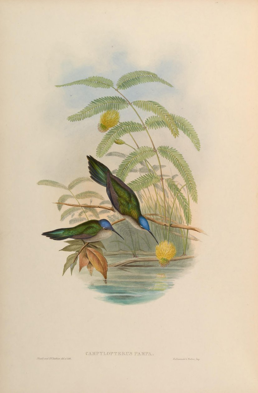 Campylopterus pampa - John Gould
