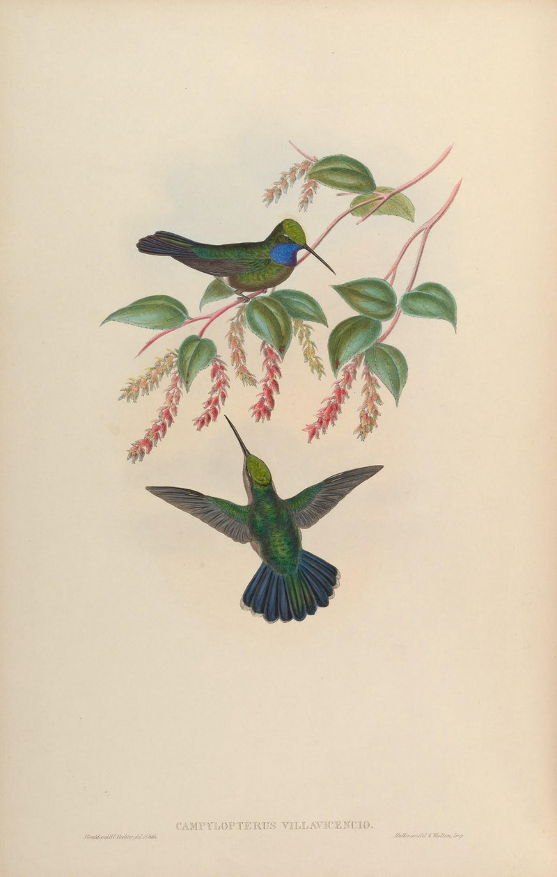 Campylopterus villaviscensio - John Gould