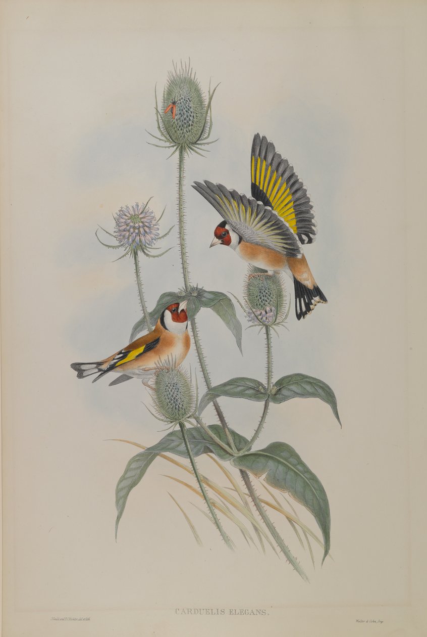 Carduelis Elegans - Chardonneret - John Gould