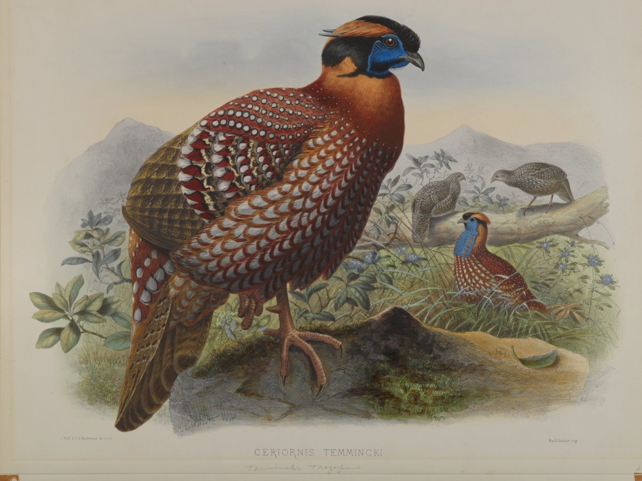 Ceriornis Temminkii: Trazapan de Temminck - John Gould
