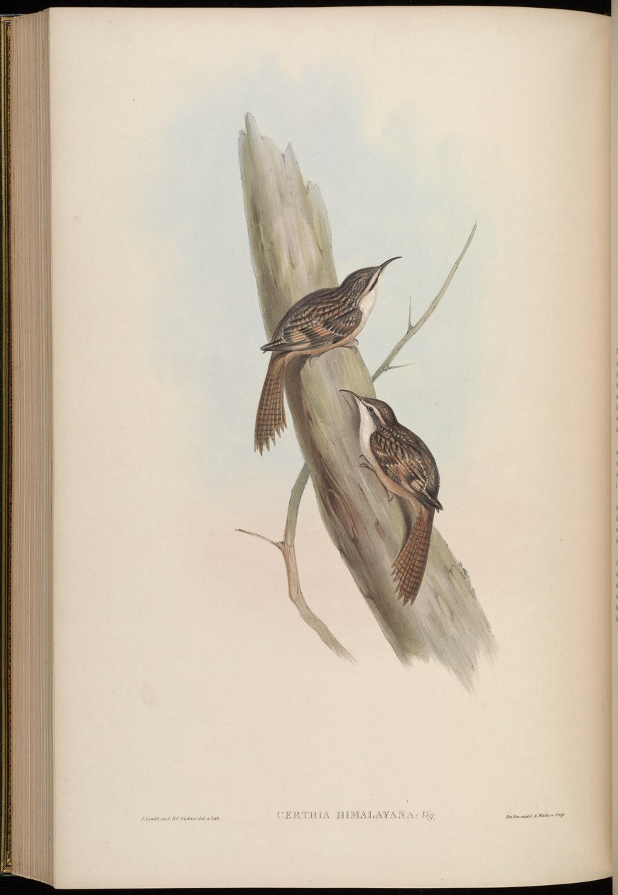Certhia himalayana - John Gould