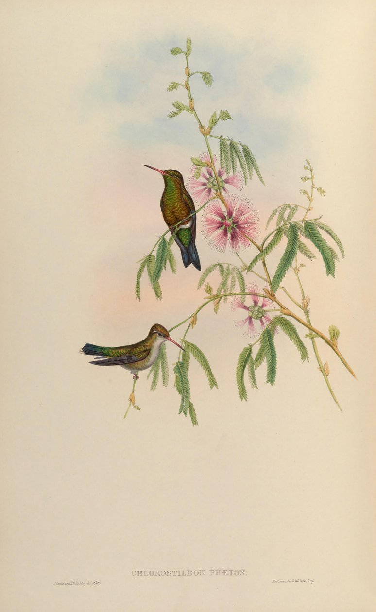 Chlorostilbon phaethon = Chlorostilbon aureoventris = Chlorostilbon lucidus - John Gould
