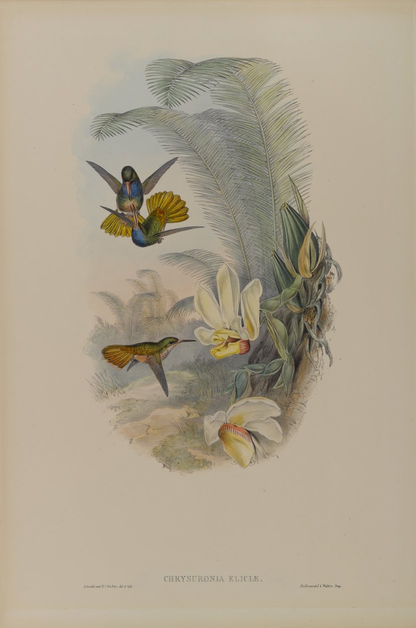 Chrysuronia Eliciae: Queue dorée d