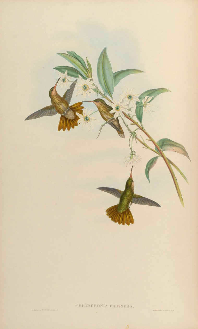 Chrysuronia chrysura = Hylocharis chrysura - John Gould
