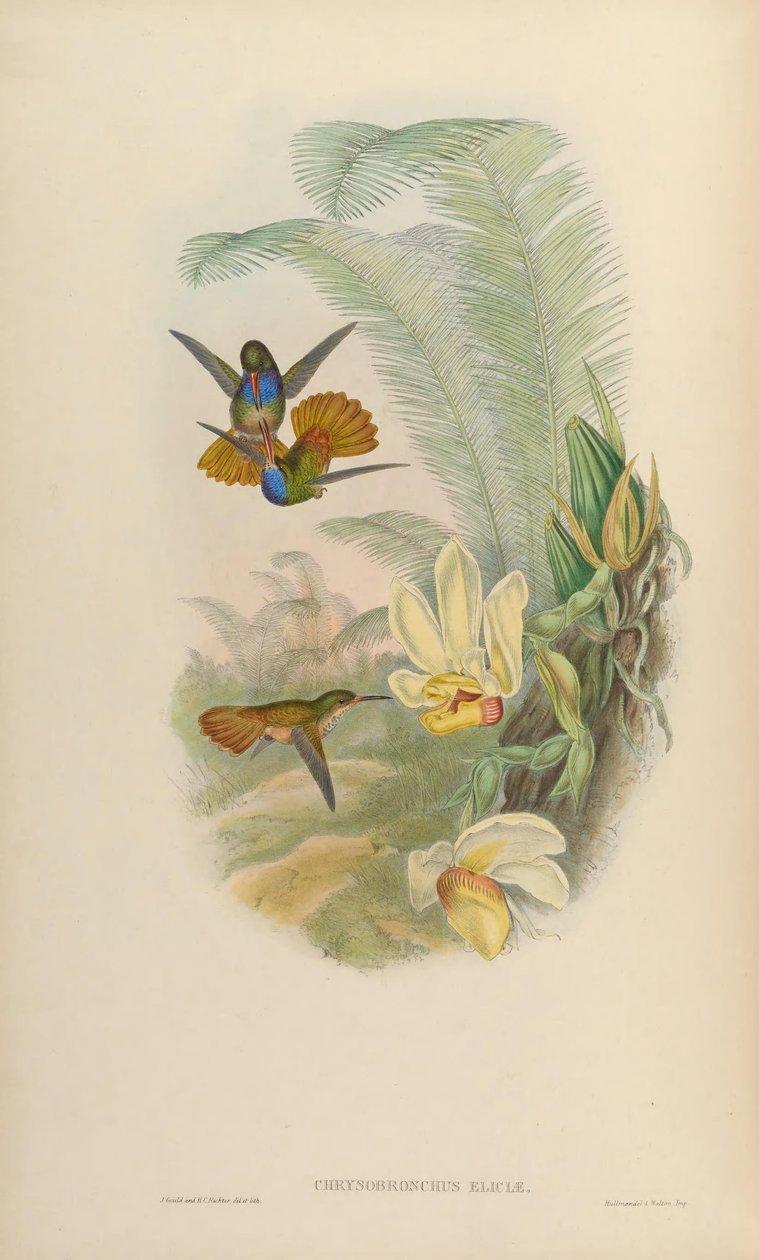 Chrysuronia eliciae = Hylocharis eliciae - John Gould