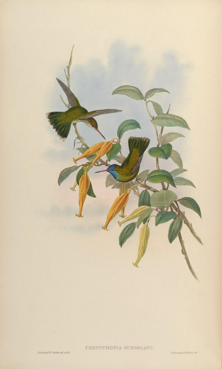 Chrysuronia humboldti = Hylocharis humboldti - John Gould