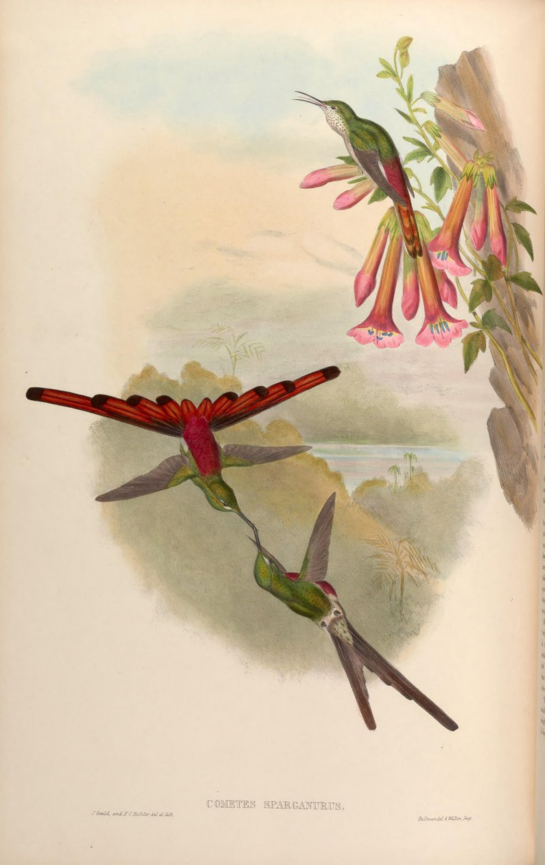 Cometes sparganurus = Sappho sparganura - John Gould