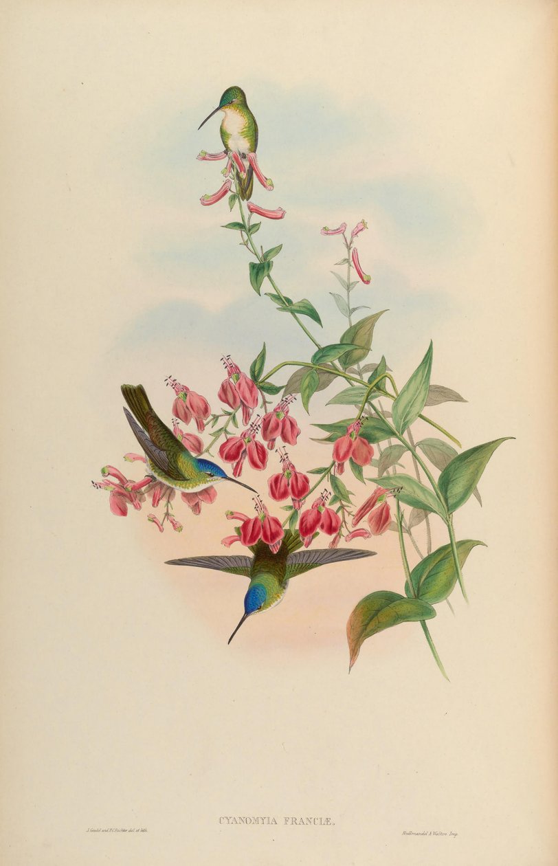 Cyanomyia franciae = Amazilia franciae - John Gould