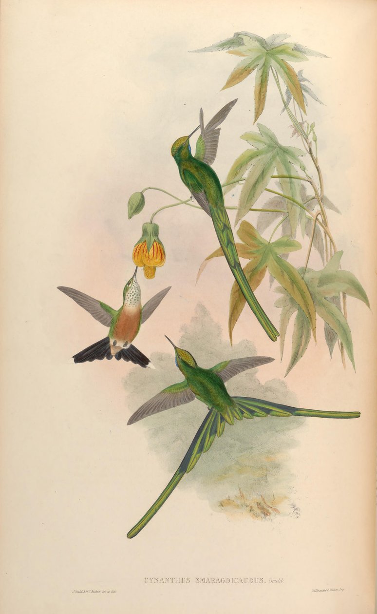 Cynanthus smaragdicaudus = Aglaiocercus kingi smaragdinus - John Gould
