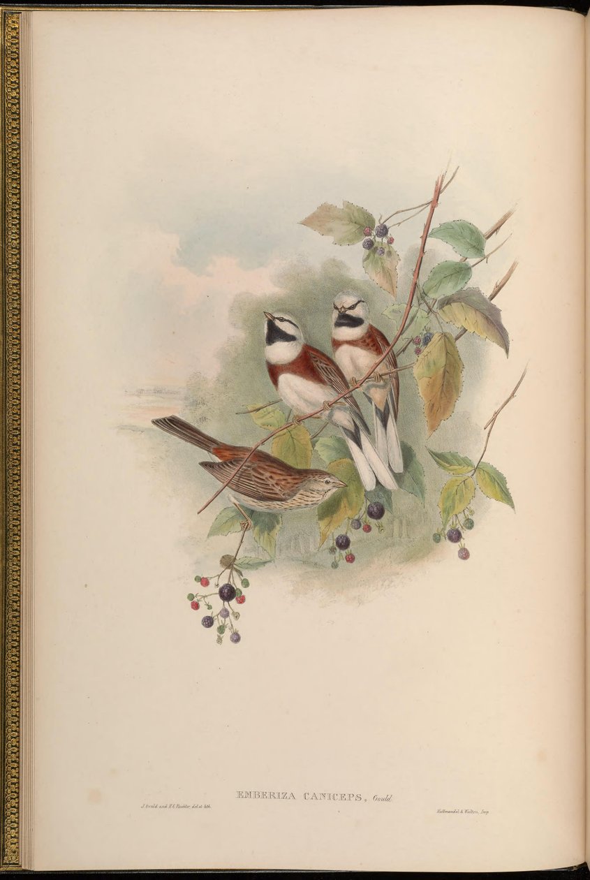 Emberiza caniceps = Emberiza stewarti - John Gould