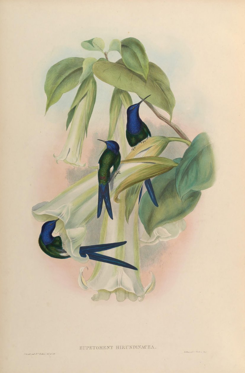 Eupetomena hirundinacea = Eupetomena macroura macroura - John Gould