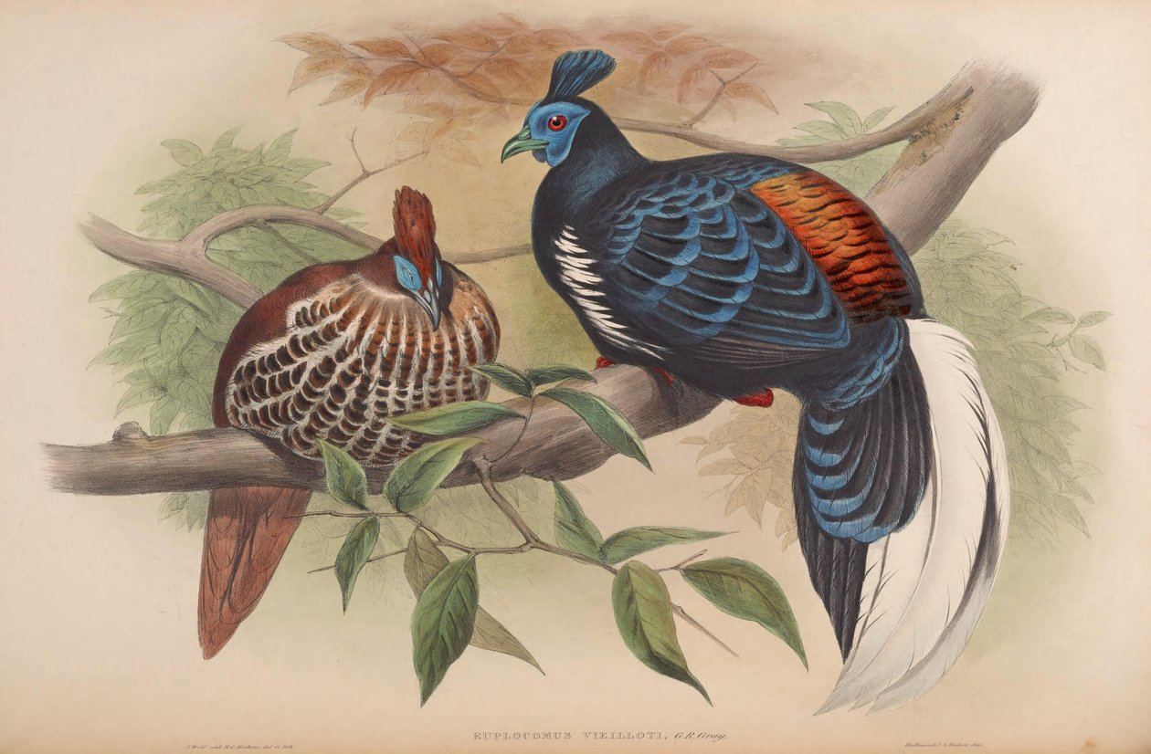 Euplocamus vieilloti = Lophura ignita rufa - John Gould