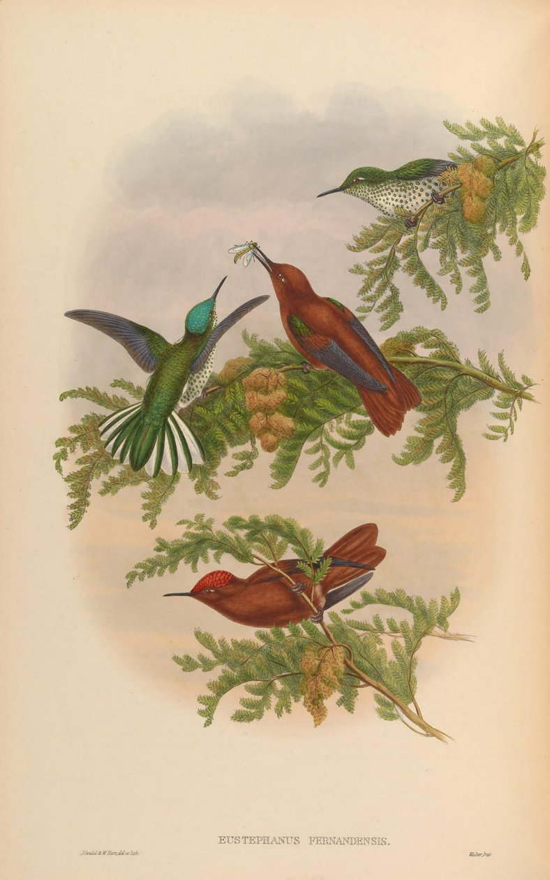 Eustephanus fernandensis - John Gould
