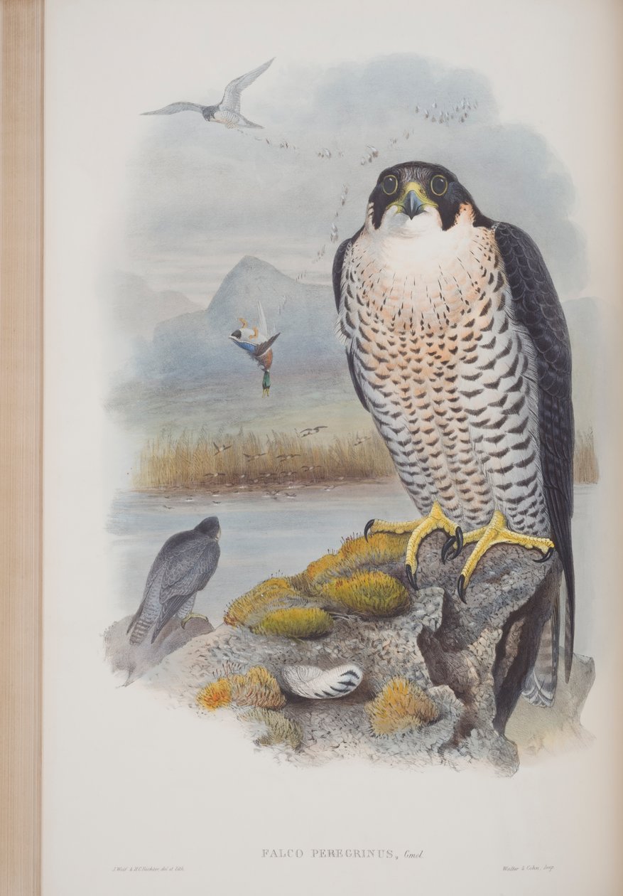Falco Peregrinus, planche de The Birds of Great Britain par John Gould, publié 1862-73 - John Gould