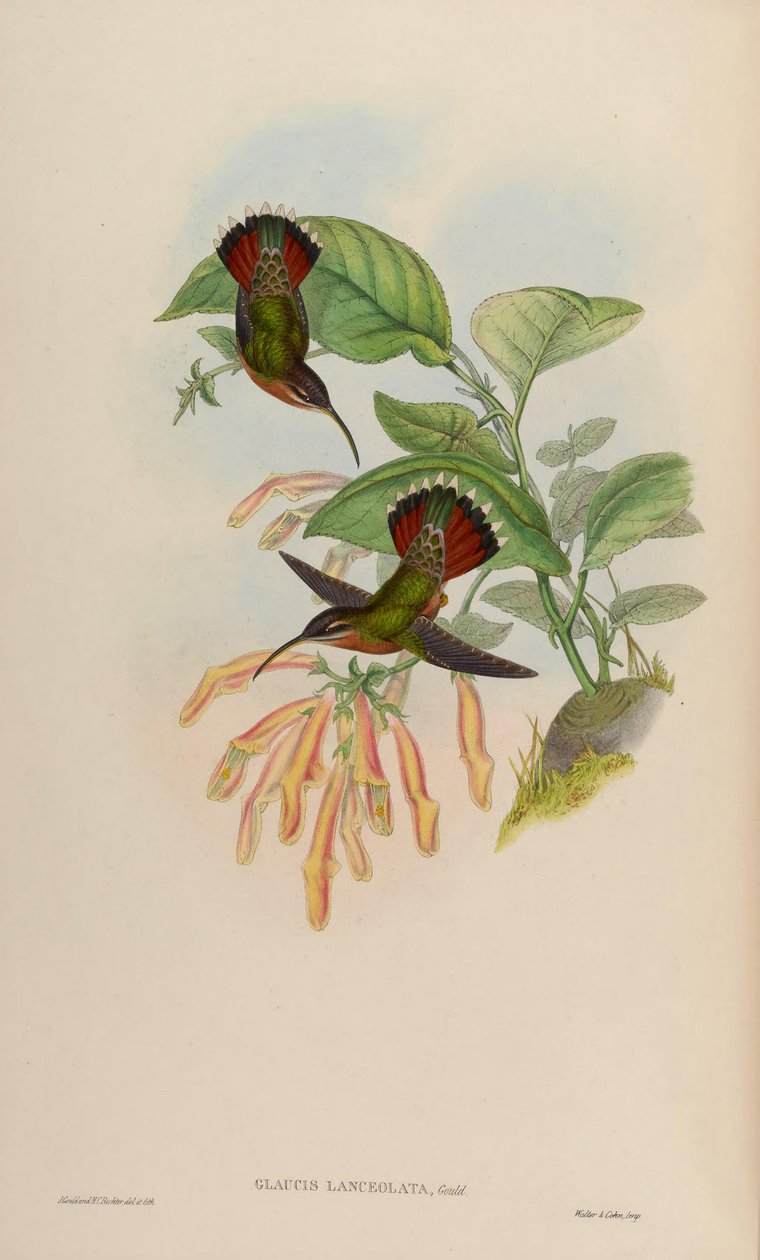 Glaucis lanceolata - John Gould