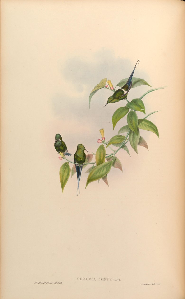 Gouldia conversi = Discosura conversii - John Gould