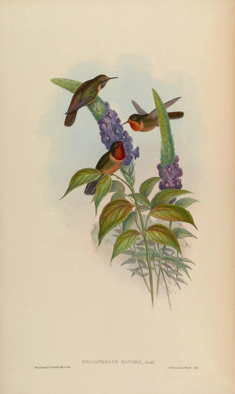 Heliangelus mavors - John Gould