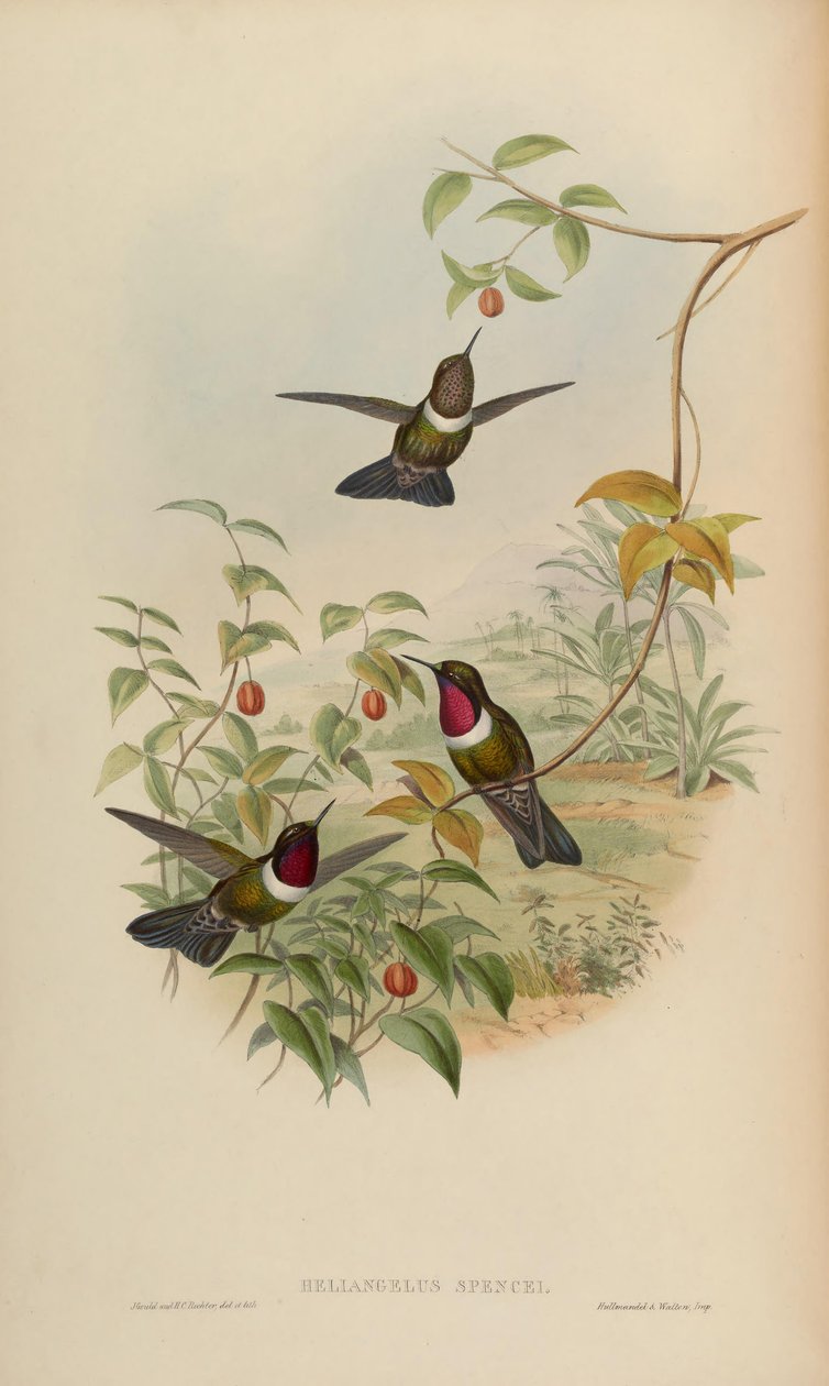 Heliangelus spencei = Heliangelus amethysticollis spencei - John Gould