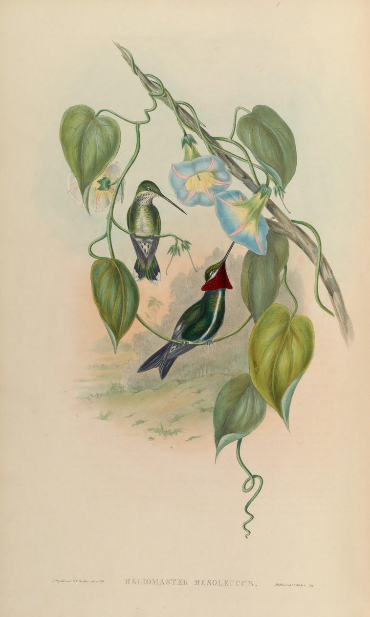 Heliomaster mesoleucus = Heliomaster squamosus - John Gould