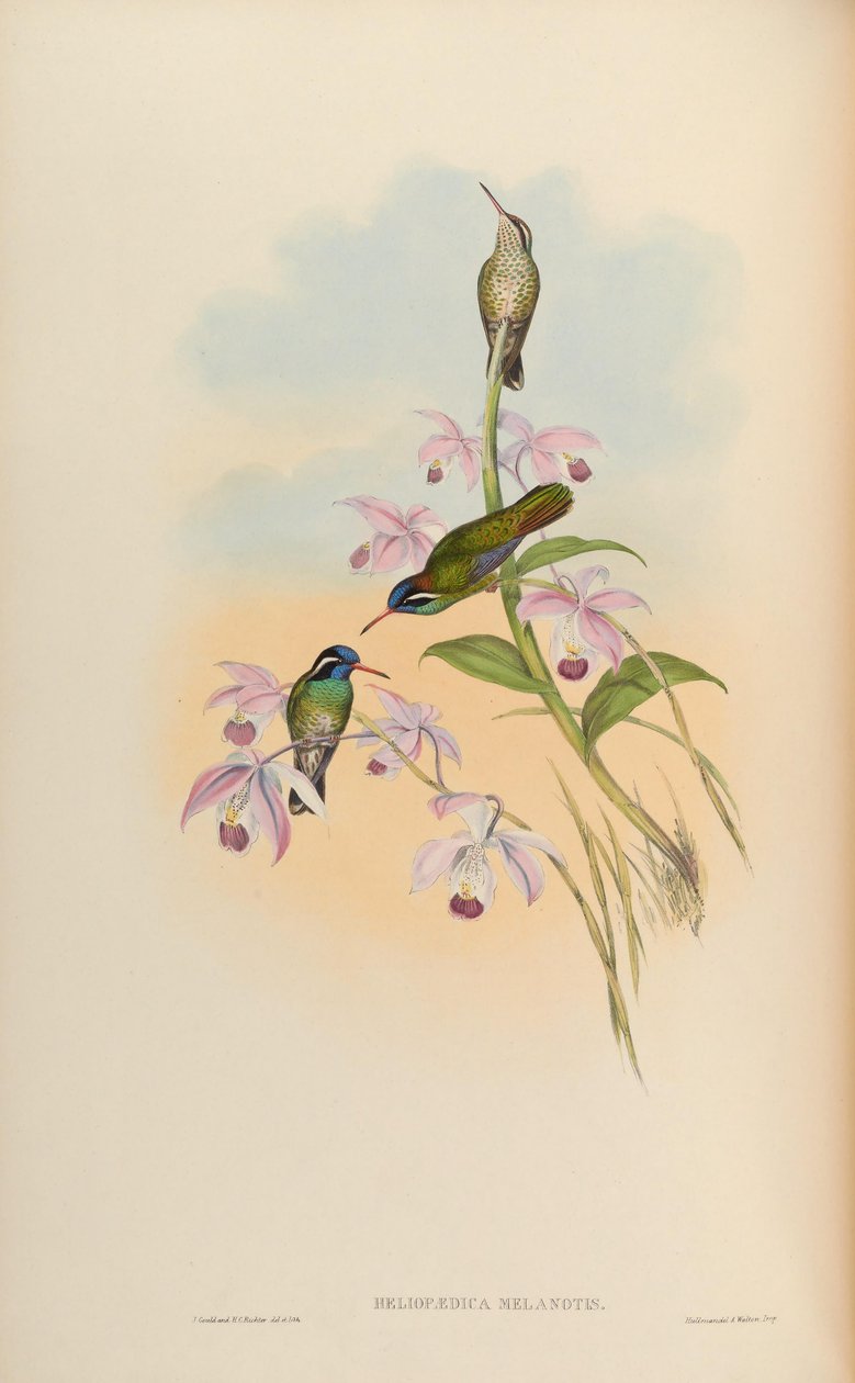 Heliopaedica melanotis = Basilinna leucotis - John Gould
