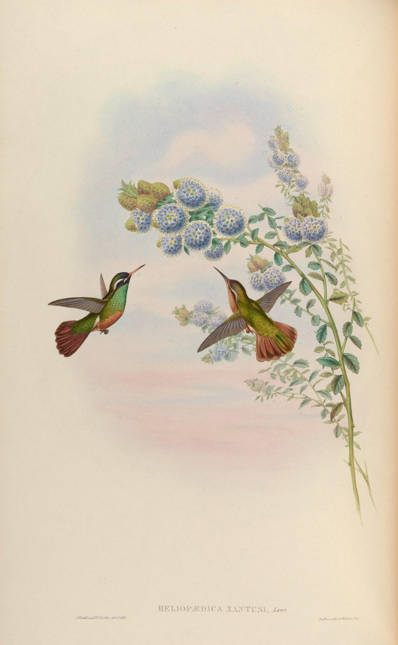 Heliopaedica xantusi = Basilinna xantusii - John Gould