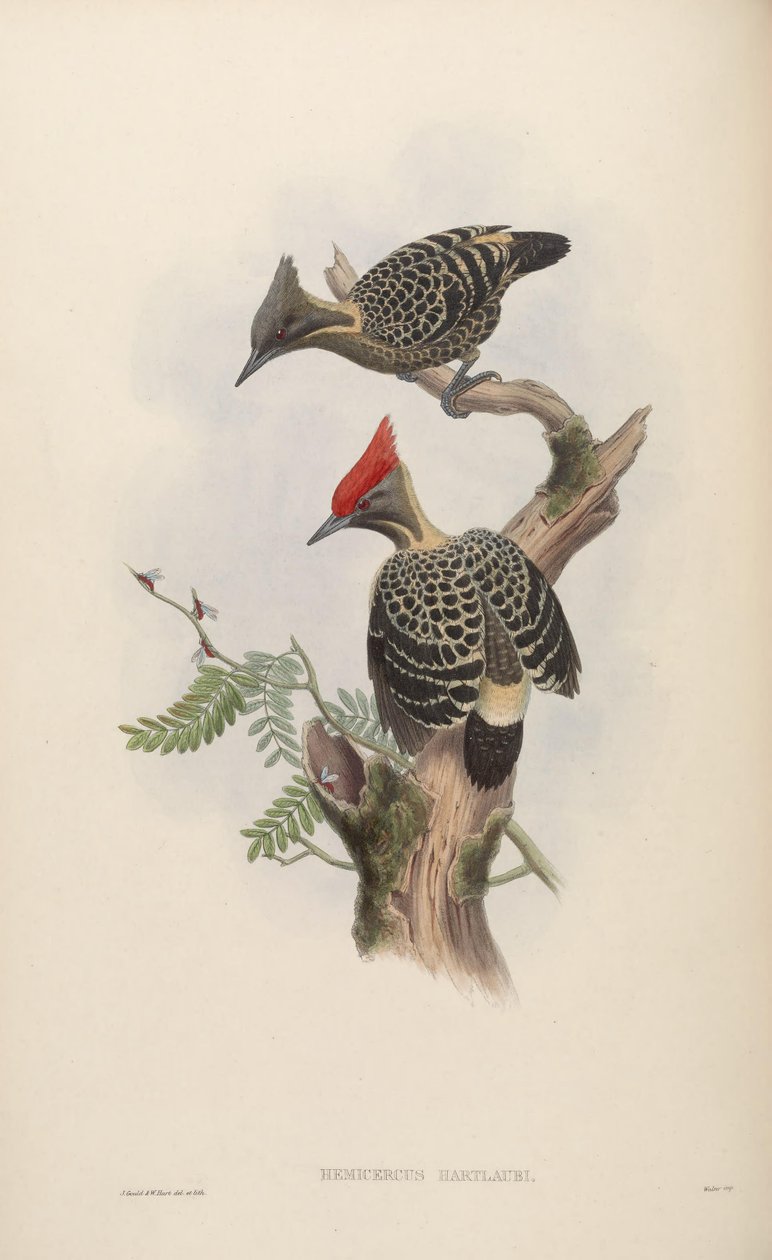 Hemicercus hartlaubi - John Gould