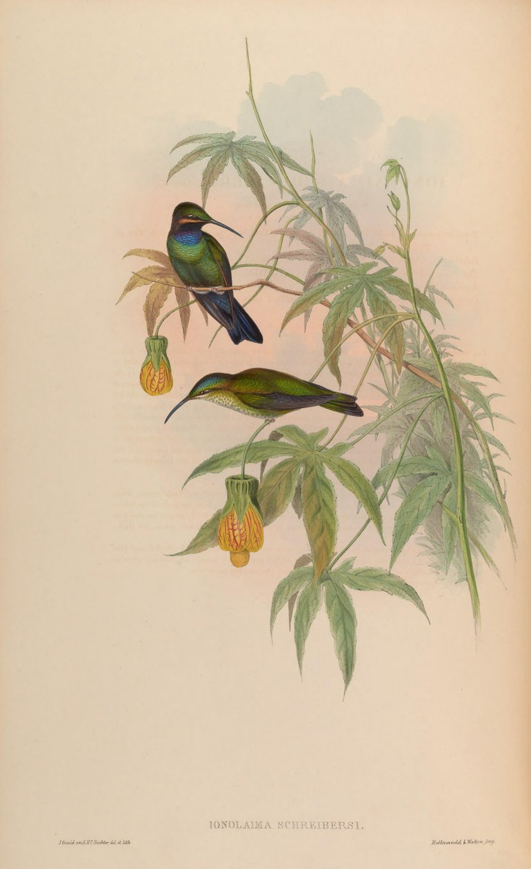 Inolaima schreibersii - John Gould