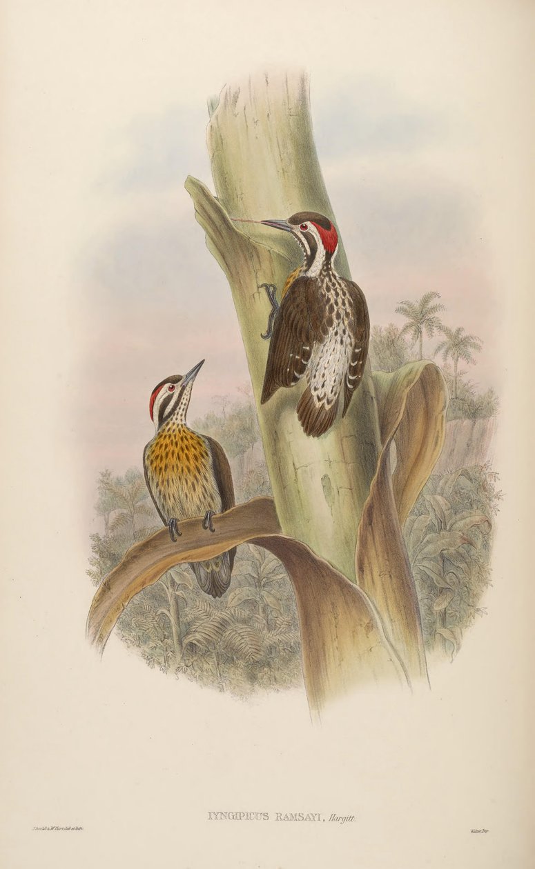 Iyngipicus ramsayi - John Gould