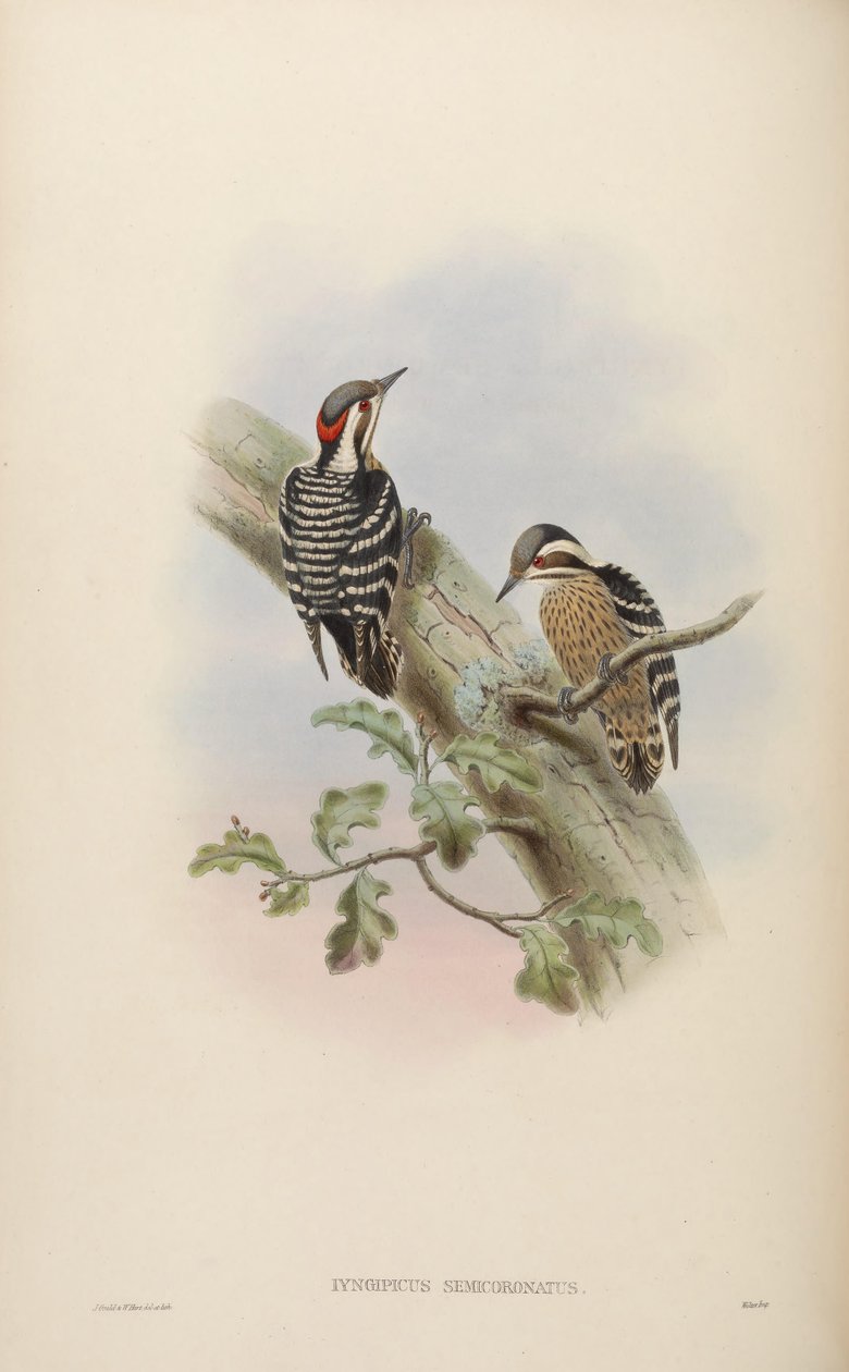 Iyngipicus semicoronatus - John Gould