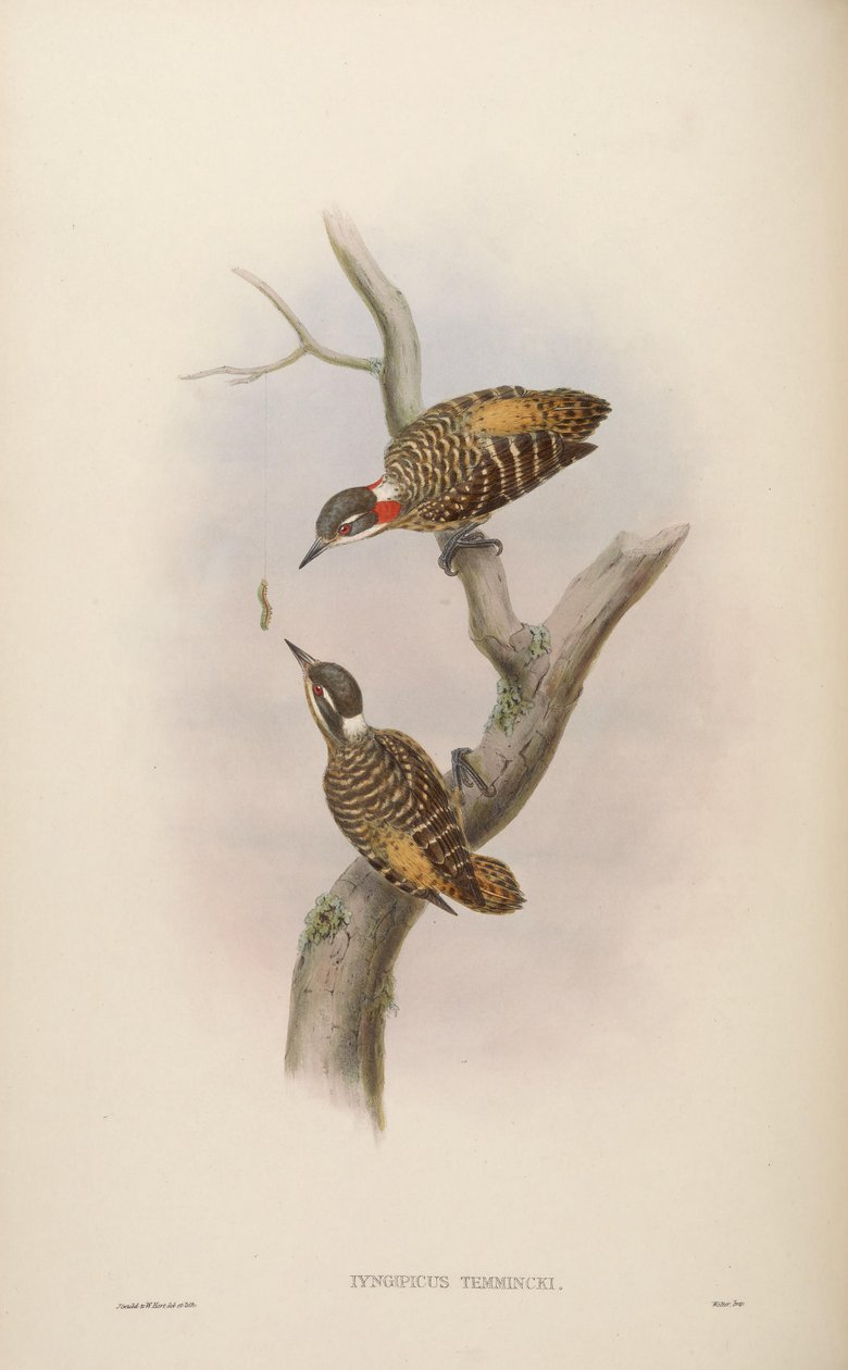 Iyngipicus temmincki = Dendrocopos temminckii - John Gould