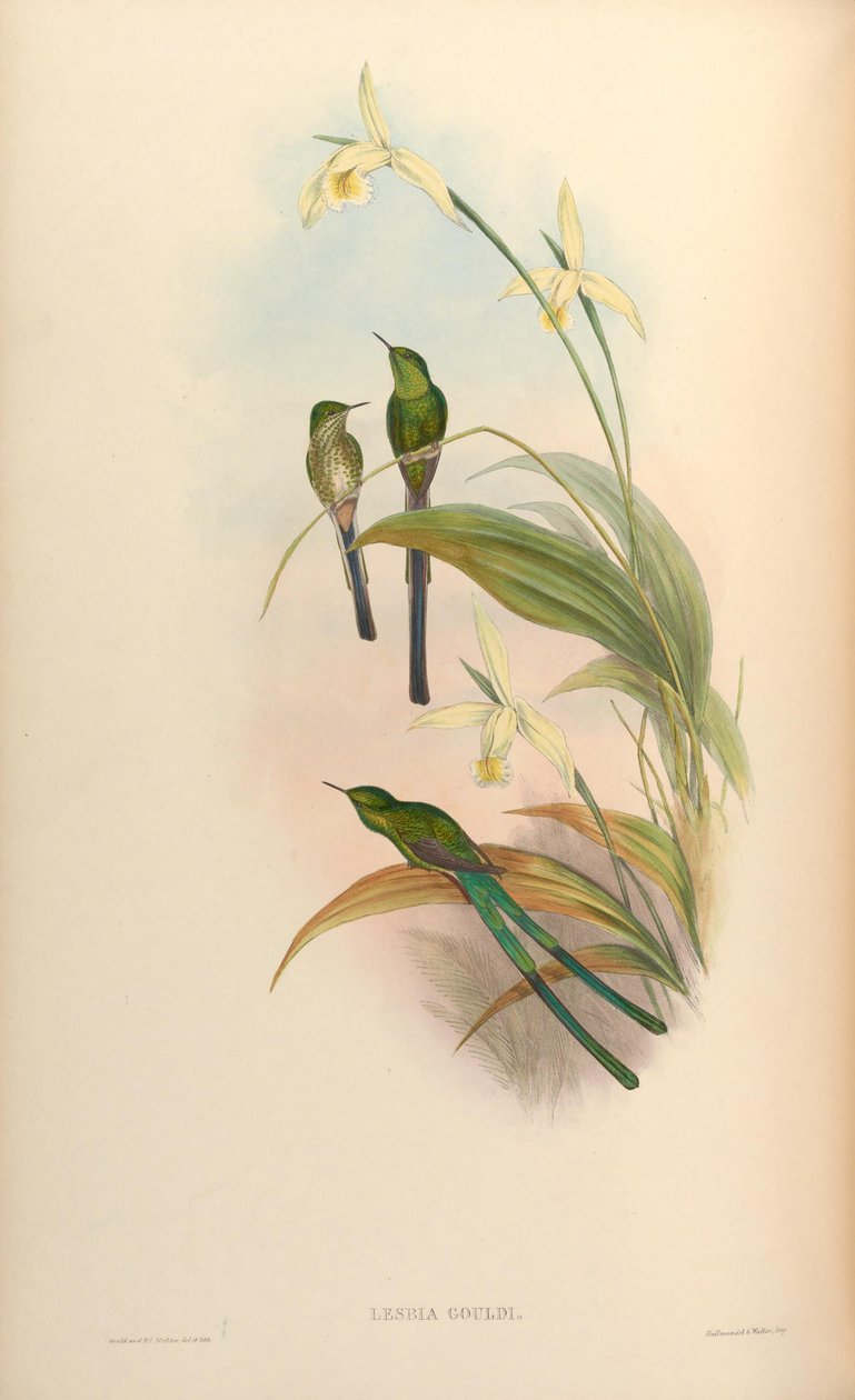 Lesbia gouldi = Lesbia nuna gouldii - John Gould